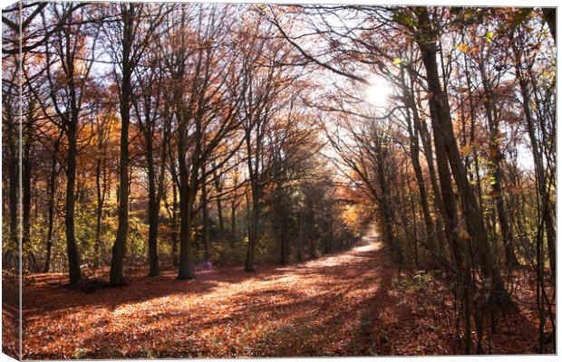 Friston Forest Autumn Canvas Print by Sally Wallis