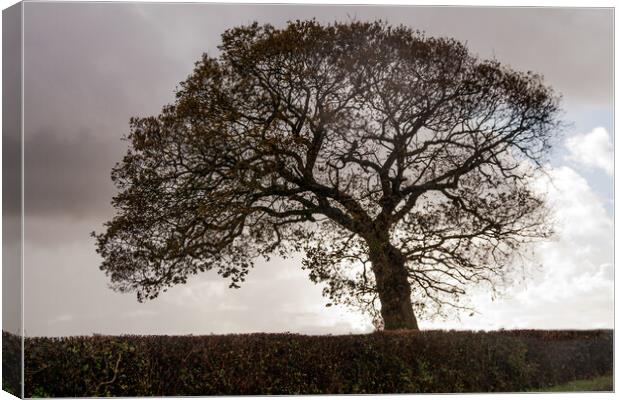 Silhouetted Oak Tree Canvas Print by Sally Wallis
