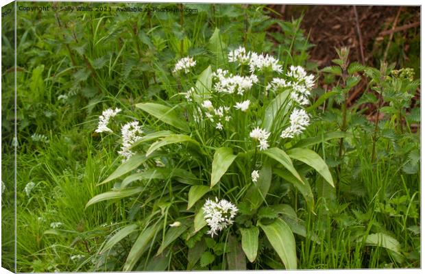 Wild garlic Canvas Print by Sally Wallis