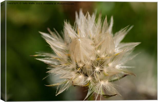 Opening Dandelion Clock Canvas Print by Sally Wallis