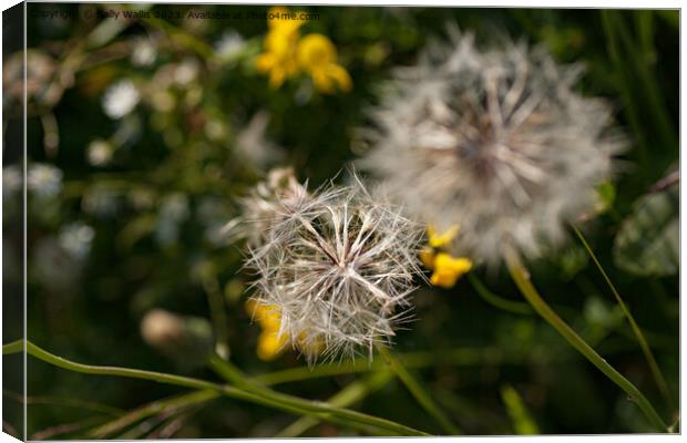 Dandelion Clocks Canvas Print by Sally Wallis