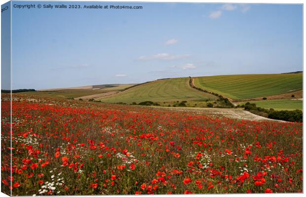 Poppies on South Downs Canvas Print by Sally Wallis