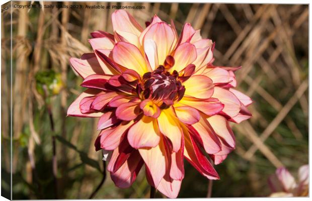 Pink and yellow Dahlia Canvas Print by Sally Wallis