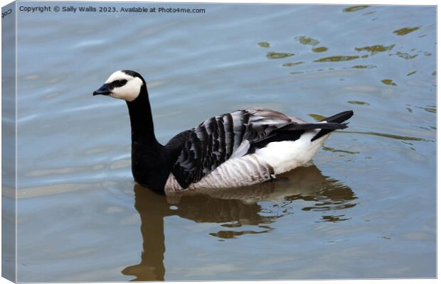 Barnacle goose picking up speed Canvas Print by Sally Wallis