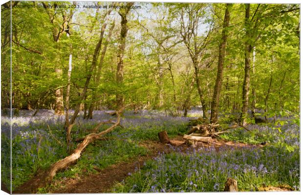 Sussex Bluebell woods Canvas Print by Sally Wallis