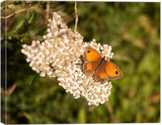 Hedge Brown on Achillea Canvas Print by Sally Wallis