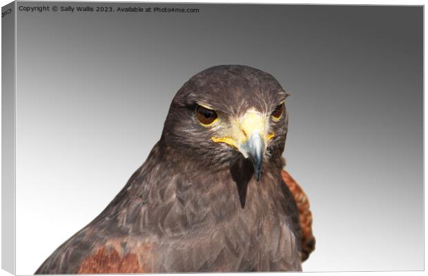 Harris Hawk Canvas Print by Sally Wallis