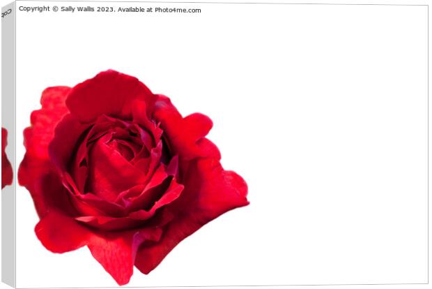 red rose, isolated Canvas Print by Sally Wallis
