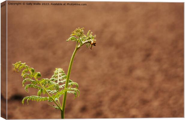 Early Bracken Canvas Print by Sally Wallis