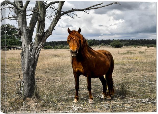 Wild horse in Thetford forest Canvas Print by Stacey Knapp