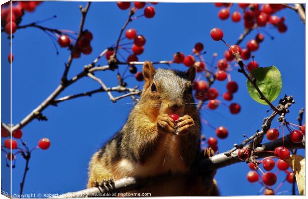 A Red Fox Tail squirrel on a branch eating red ber Canvas Print by Robert Brozek