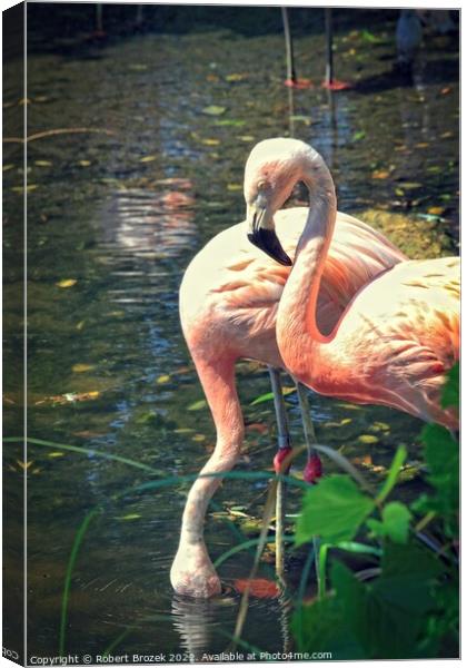 Flamingos in a pond with water Canvas Print by Robert Brozek