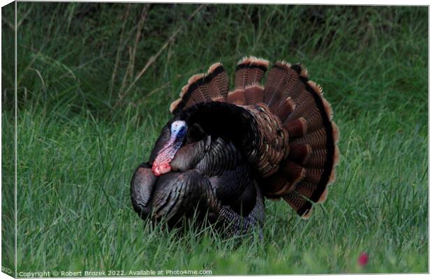 A Tom Turkey walking on  a grass covered field Canvas Print by Robert Brozek