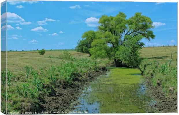 Plant tree in a field with water and blue sky Canvas Print by Robert Brozek