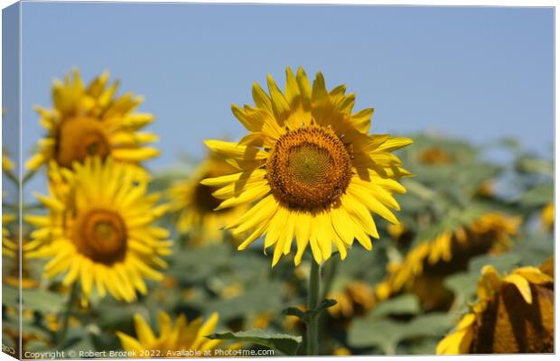 Sunflower in a field with blue sky Canvas Print by Robert Brozek