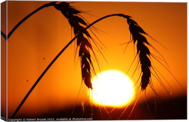 Outdoor sunset with wheat silhouette Canvas Print by Robert Brozek