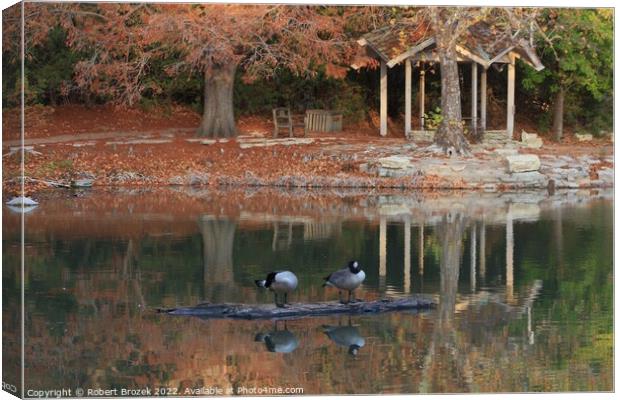 Canadian Geese on a log in the fall on a pond Canvas Print by Robert Brozek