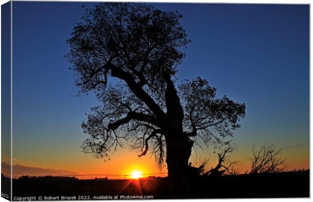 Kansas Sunset with a tree silhouette Canvas Print by Robert Brozek