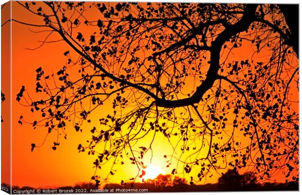 Tree limb silhouette at sunset Canvas Print by Robert Brozek