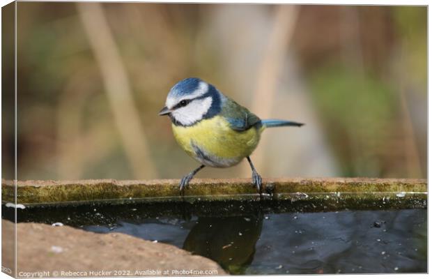 Blue tit by water Canvas Print by Rebecca Hucker