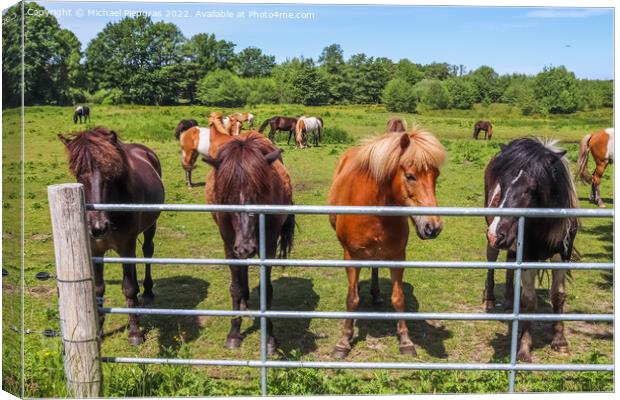 Beautiful panorama of grazing horses on a green meadow during sp Canvas Print by Michael Piepgras