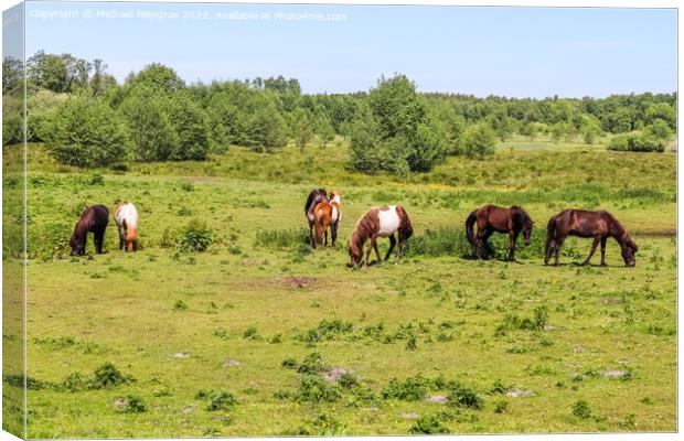 Beautiful panorama of grazing horses on a green meadow during sp Canvas Print by Michael Piepgras