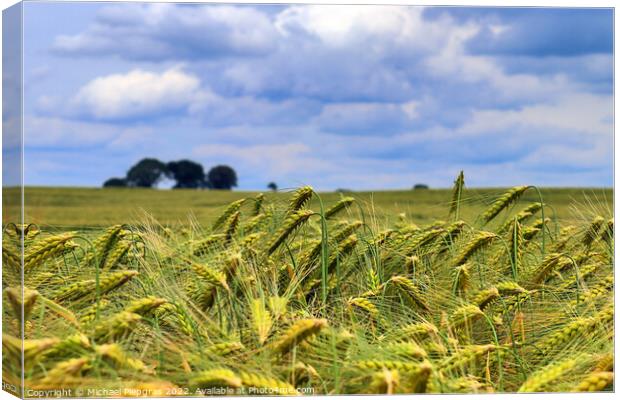 Summer view on agricultural crop and wheat fields ready for harv Canvas Print by Michael Piepgras