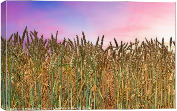 Summer view on agricultural crop and wheat fields ready for harv Canvas Print by Michael Piepgras