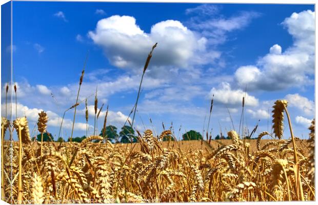 Summer view on agricultural crop and wheat fields ready for harv Canvas Print by Michael Piepgras