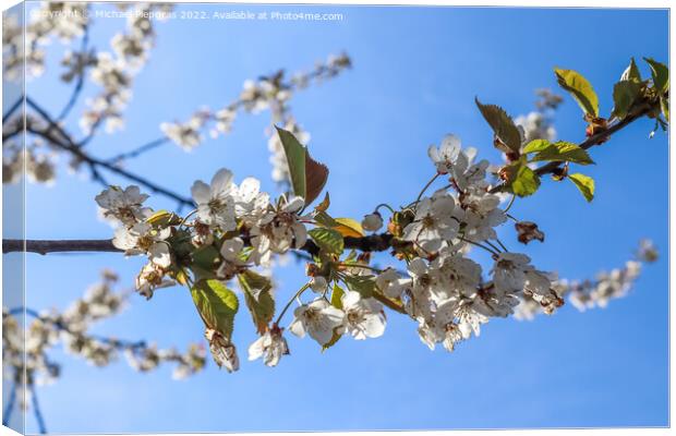 Selective focus of beautiful cherry trees in blossom during spri Canvas Print by Michael Piepgras