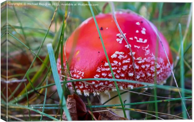 Red poisonous mushroom Amanita muscaria known as the fly agaric  Canvas Print by Michael Piepgras