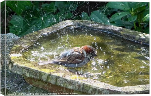 Close up on a cute little sparrow bathing and having fun in a bi Canvas Print by Michael Piepgras