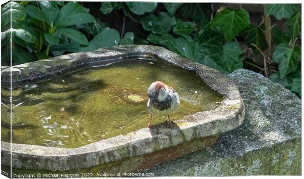 Close up on a cute little sparrow bathing and having fun in a bi Canvas Print by Michael Piepgras