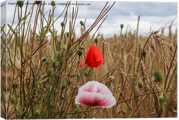 Beautiful red poppy flowers papaver rhoeas in a golden wheat fie Canvas Print by Michael Piepgras