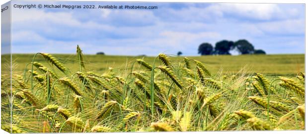 Beautiful panorama of agricultural crop and wheat fields on a su Canvas Print by Michael Piepgras