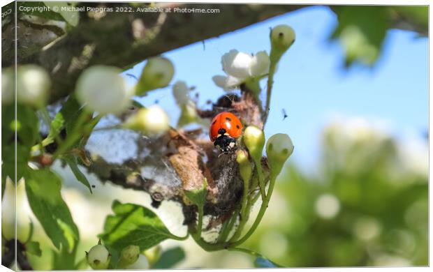 Selective focus macro of a red ladybug in front of a blue sky. Canvas Print by Michael Piepgras