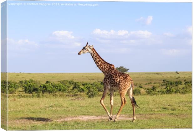 Beautiful giraffe in the wild nature of Africa. Canvas Print by Michael Piepgras