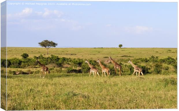 Beautiful giraffe in the wild nature of Africa. Canvas Print by Michael Piepgras