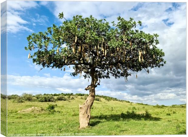 A beautiful sausage tree Kigelia africana in the savannah of Ken Canvas Print by Michael Piepgras