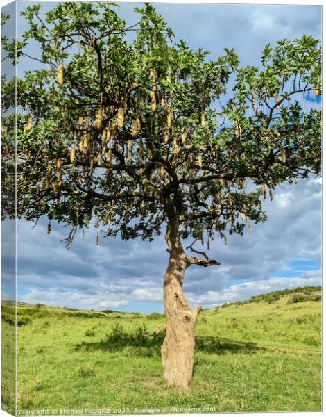 A beautiful sausage tree Kigelia africana in the savannah of Ken Canvas Print by Michael Piepgras