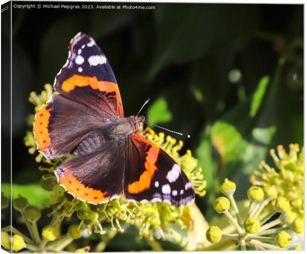 Red Admiral butterfly. Vanessa atalanta sitting on a blooming iv Canvas Print by Michael Piepgras