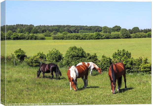 Beautiful panorama of grazing horses on a green meadow during springtime Canvas Print by Michael Piepgras