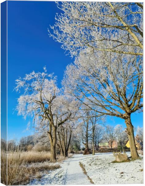 A snow covered frozen lake with icy reeds in the sunshine in the Canvas Print by Michael Piepgras