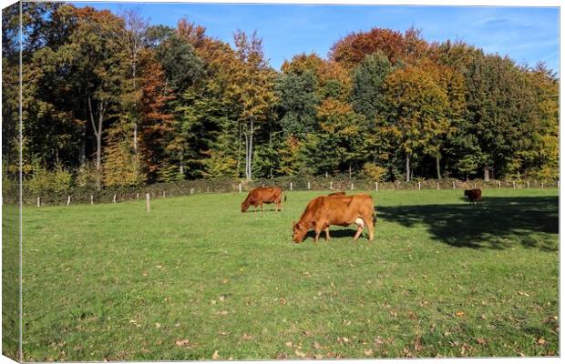 Brown cows grazing on green meadow against autumn forest backgro Canvas Print by Michael Piepgras