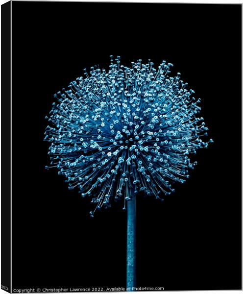 Blue Alium Canvas Print by Christopher Lawrence Mrs Lawrence