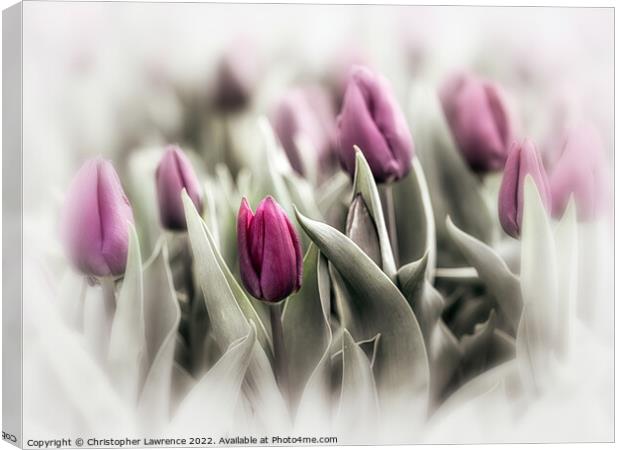 Vintage Purple Tulips  Canvas Print by Christopher Lawrence Mrs Lawrence