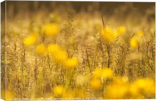 Sunlit Buttercup Meadow Canvas Print by Christopher Lawrence Mrs Lawrence