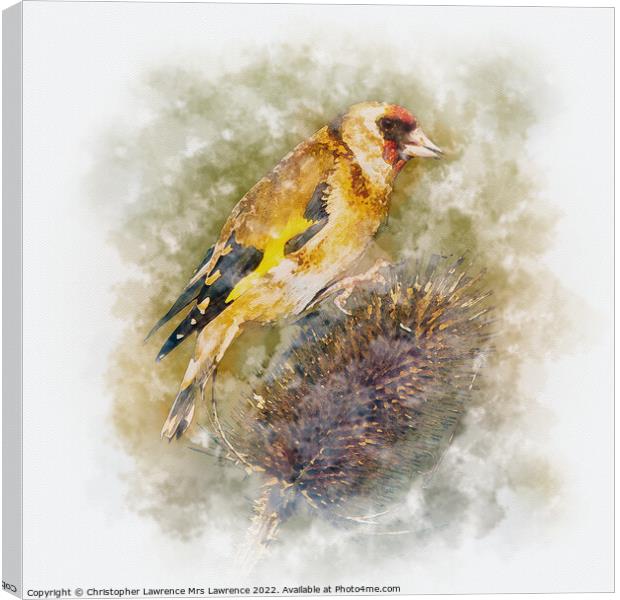 Goldfinch on Teasel Canvas Print by Christopher Lawrence Mrs Lawrence