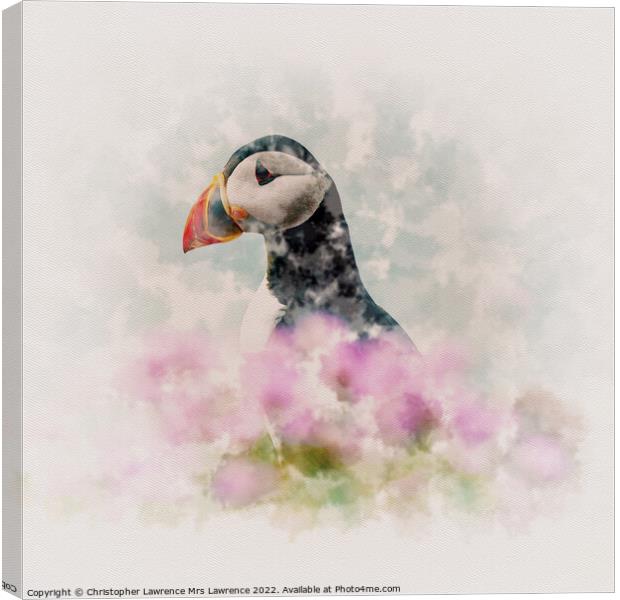 Puffin among Sea Thrift Canvas Print by Christopher Lawrence Mrs Lawrence