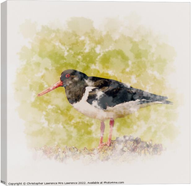 Oystercatcher standing on Rock Canvas Print by Christopher Lawrence Mrs Lawrence